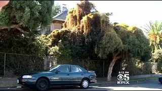 Killer Alien Plants Invading, Sucking Life Out Of Bay Area Plants