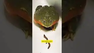 This Frog Bites Like a Beast