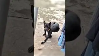 Ye to bodybuildrr doggy nikla🐶🏋 #funny #doglover #dog #animals #animatedcartoon #animation #ai