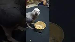 #GreyParrot #Chick #SelfFeed 💖