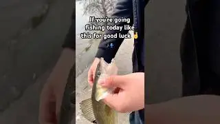 Like it for good luck 🤞🎣#viral #fish #fishingvideo #bass