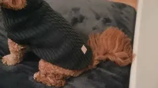 FuzzYard Life | Knitted Sweaters