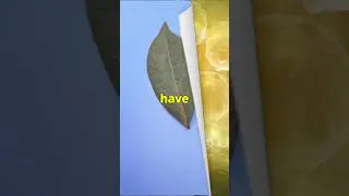 Bay Leaves: A Cancer Fighter?