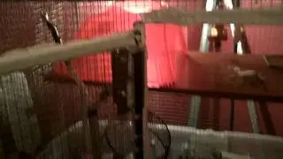 My rat breeding project