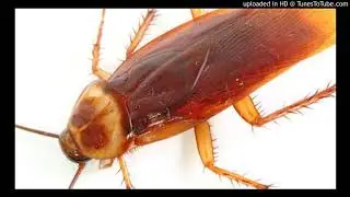 [FREE] Meme Cockroach Type Beat (prod.502funeral)