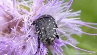 Trauer Rosenkaefer (Oxythyrea_funesta)