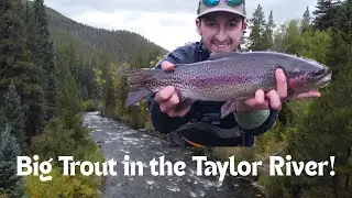 FAT 20 Inch Rainbow Trout! Fly fishing the Taylor River! #alpinerise #flyfishing