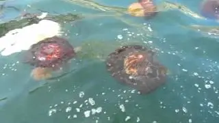 Chrysaora plocamia (06 05 2012)
