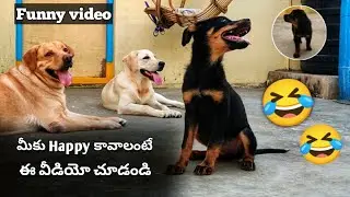 Забавное говорящее видео 😂 | Если вам грустно, посмотрите это видео | @upendragani