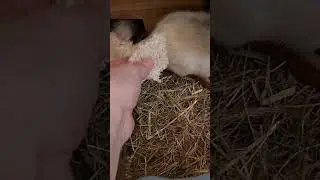 Они впервые попробовали хлеб!🍞 #rat #animals #pets #крыса #москва