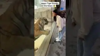 Angry Tiger Breaks the Glass to Attack the girl 😭😰 #tiger #attack #zoo #animals #ai #sora #aivideo