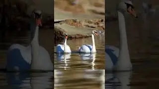 #swan #lover #love this #short #please subscribe my channel 🌄🌄🌄 thank you for watching 🥰🥰🥰