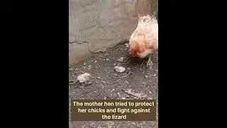 mama hen trying to protect her chicks from lizard