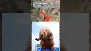 I found GIANT BEAVER GEO at the END #googleearth #googlemaps #googlestreetvi...