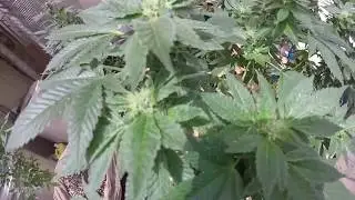 DirtySout IndoorDank Re-vegging plants! (NUKEHEADS In my Harem)