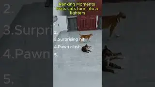 Funny cat fights with WWE-style commentary