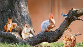Chill Out with PETS TV 😸🎬 Birds & Squirrels Having Fun in the Backyard🐿️🐦4K Prevent Boredom