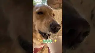 The Answer to Every Problem? Dog. Always. 🐶❤️