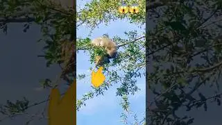 wow 😱😱 monkey video #funny #comedy #shorts #funnyvideo #entertainment #viral #laugh #bishnubk