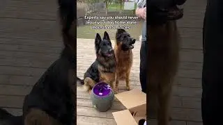 Мои собаки &mdash; настоящие эксперты в своем деле 🤣😂
