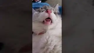 Fluffy Balinese Cat suckles air