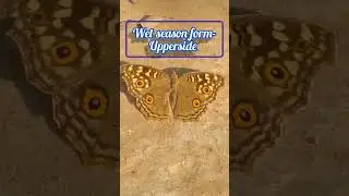 #Lemon pansy#Junonia lemonias#Nymphalid butterfly#brown with eyespots#wet season form#butterflies