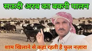 Saudi Arab majra Goat farm ~ देखिए अरब में बकरियों को कैसे खिलाते और कहाँ बकरियां रहती हैं |