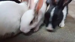 Fighting For Toast Biscut