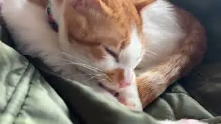 【保護猫】グルーミングしている信くん🐱【子猫】