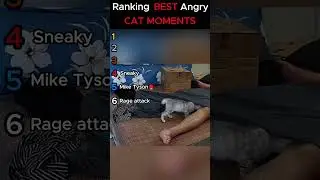 Ranking BEST Angry CAT MOMENTS