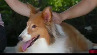 This Country has BANNED Dog Walking