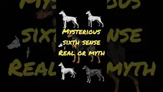 Dog Mysterious 6th sense #trend #shortsfeed #trending #video #viralvideo #reels #shorts #shortvideo