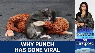Meet Punch: The Baby Monkey the Internet Adopted | Vantage with Palki Sharma | N18G