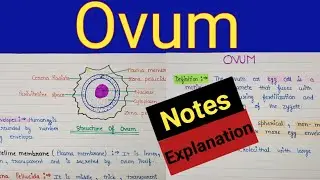 Structure of ovum | Structure of ovum class 12 biology  | Structure of mature ovum