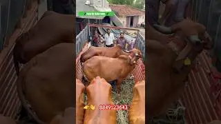 5.Gir cow sale Bhavnagar To Ahmdabad 🌴 Gujarat ki Super Dairy Farm 8849123643 #gircow #cowfeed #cow