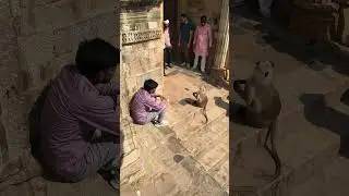 Chittorgarh fort monkey and me 🐵 prank #rajkumar455p #youtubeshorts #vlog