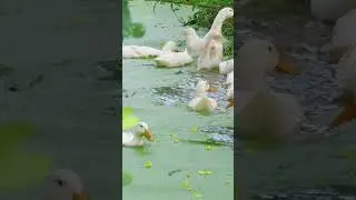 White Ducks Playing in a Quiet Pond 🌿