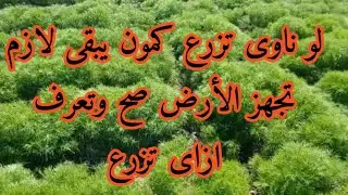تجهيز الأرض لزراعة الكمون و الطرق الصحيحة لزراعة الكمون للوصول لأعلى إنتاج