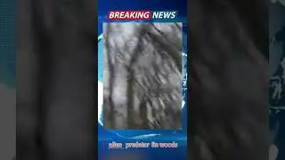 alien 👽 predator in uk woods  #alienpredatorwoods