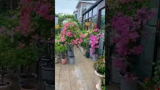 Stunning Home Garden Decor Ideas You Must Try! 🌼🌿#gardening #homegarden #decorideas #nature #asmr