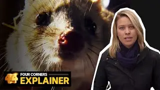 The rescue mission to save one of Australia&rsquo;s most endangered animals | Four Corners