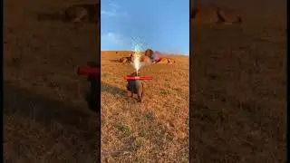 😂 Warthog vs Lion Funny Moments 🦁🐗
