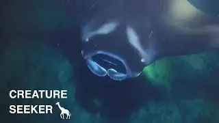 2018 Manta Ray Experience