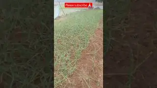 ఉల్లిపాయ#agriculture #farmingtraditions #agriculturefarming #farming #raithanna #raitu #nature