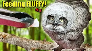 WE FED A BABY GREAT HORNED OWL!! Taking FLUFFY to the OWL SANCTUARY!!