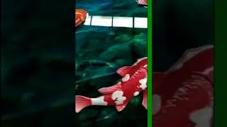 Grace Decor Fish 3D Painting mp4