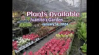 Plants Available || January 14, 2024 || Juanito's Garden ||