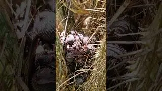 WOW! Rare Salak Snake Fruit: A Hidden Gem of Tropical Delights #salak #snakefruit #wow #shorts