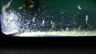 Amano und Artemia Larven im Salzwasser Aufzucht Aquarium Tag 16