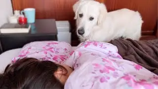 How a Golden Retriever wakes up my wife!